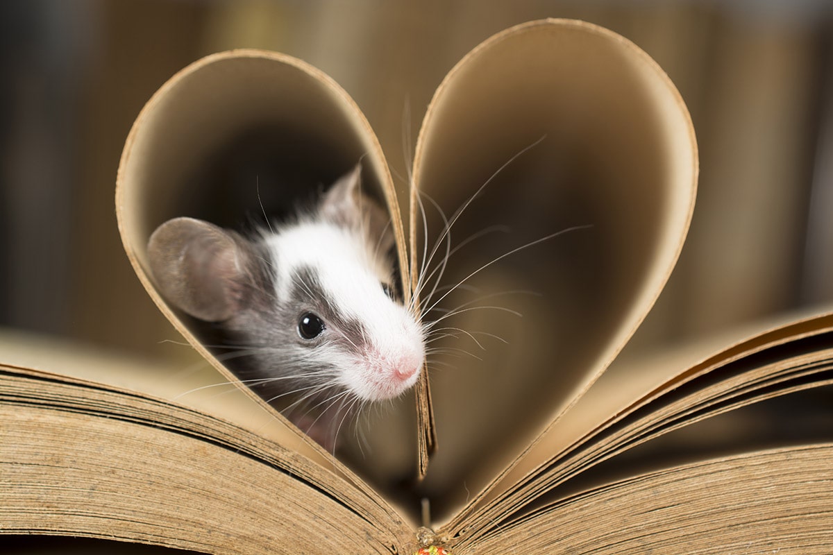 Книга и мишка