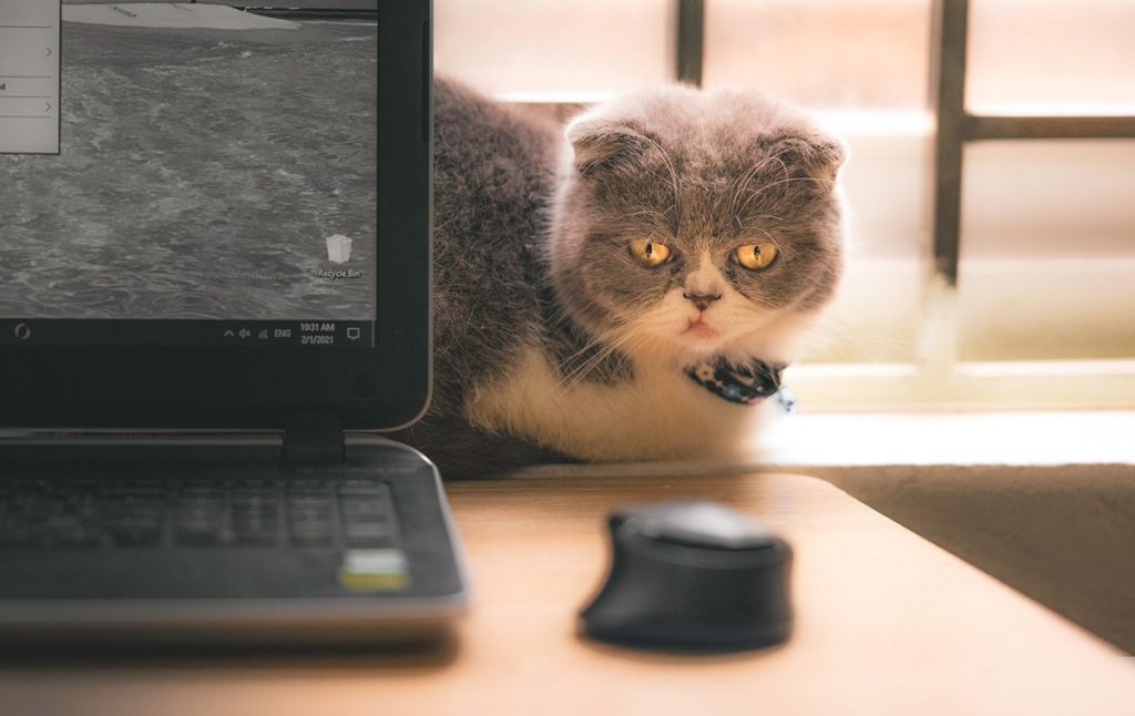 котка и компютърна мишка